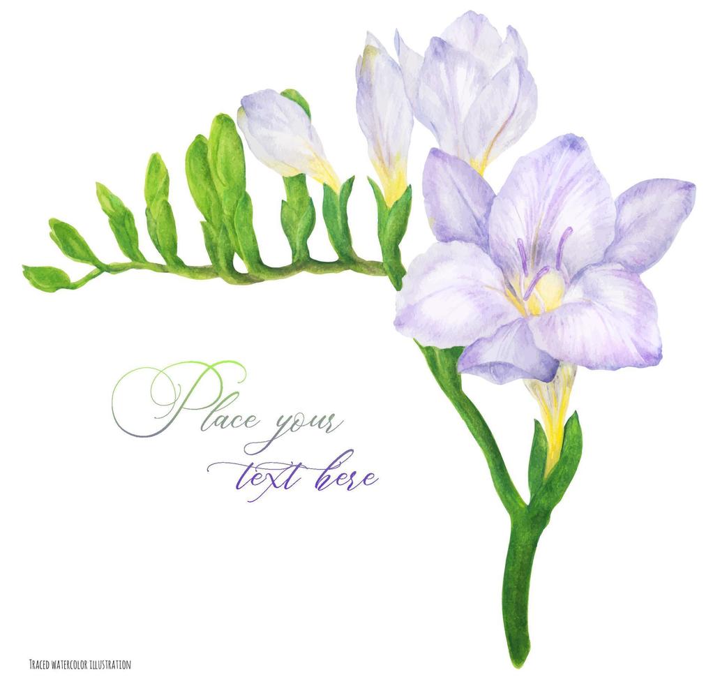 Fresh delicate violet Freesia branch vector