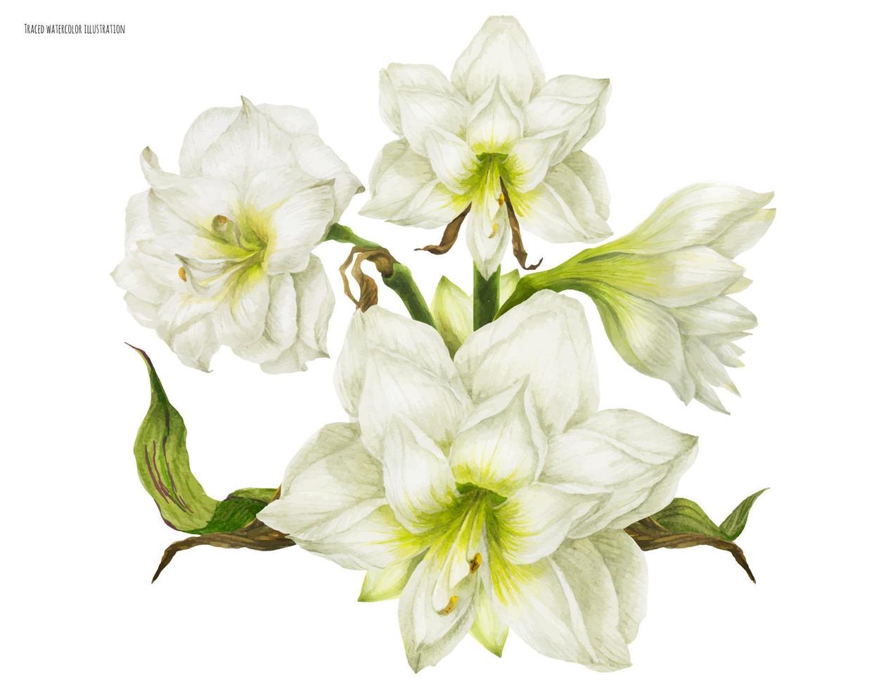 ramo de ramillete blanco con hippeastrum vector