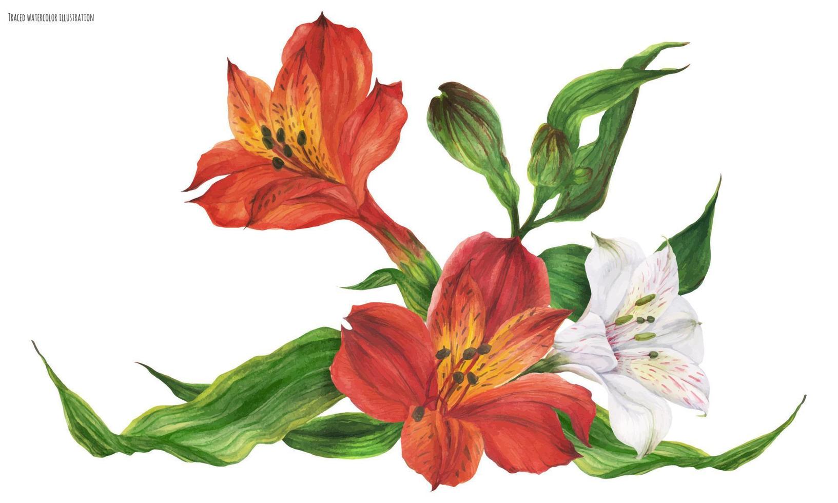 Garland vignette with red and white peruvian lily flowers vector