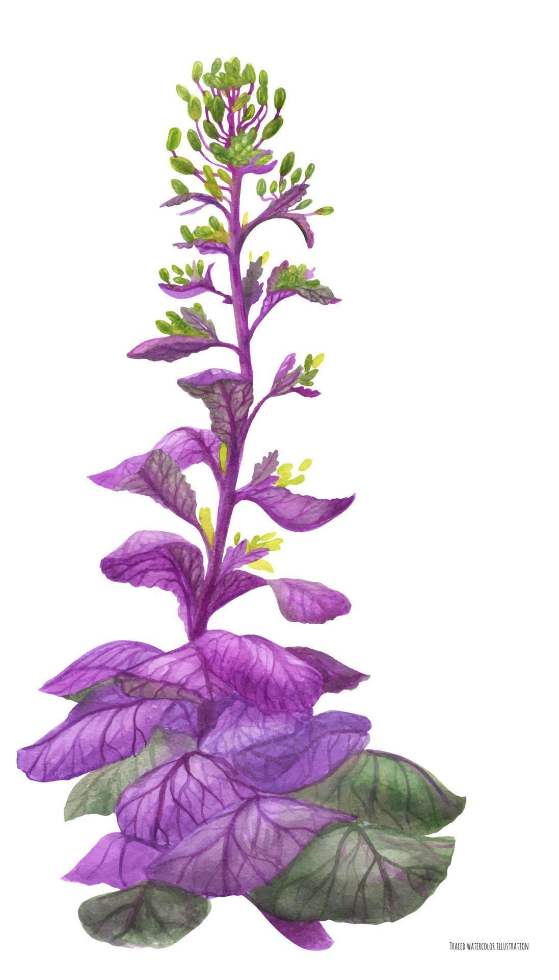Purple wild cabbage Brassica 12722694 Vector Art at Vecteezy