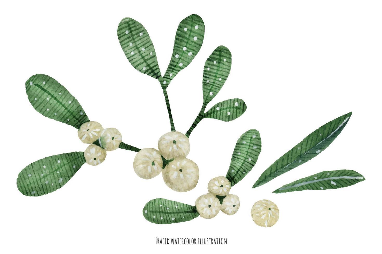 christmas mistletoe boquet by watercolor vector