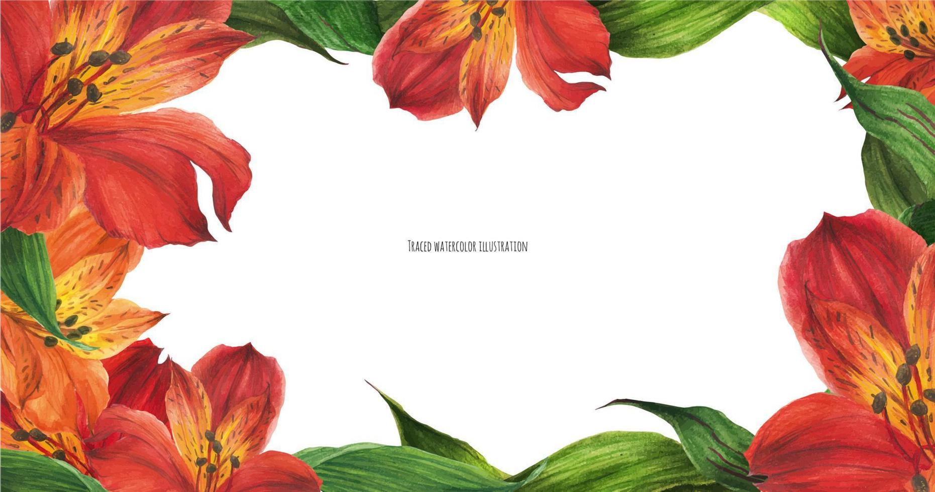 Floral banner with red peruvian lily flowers vector