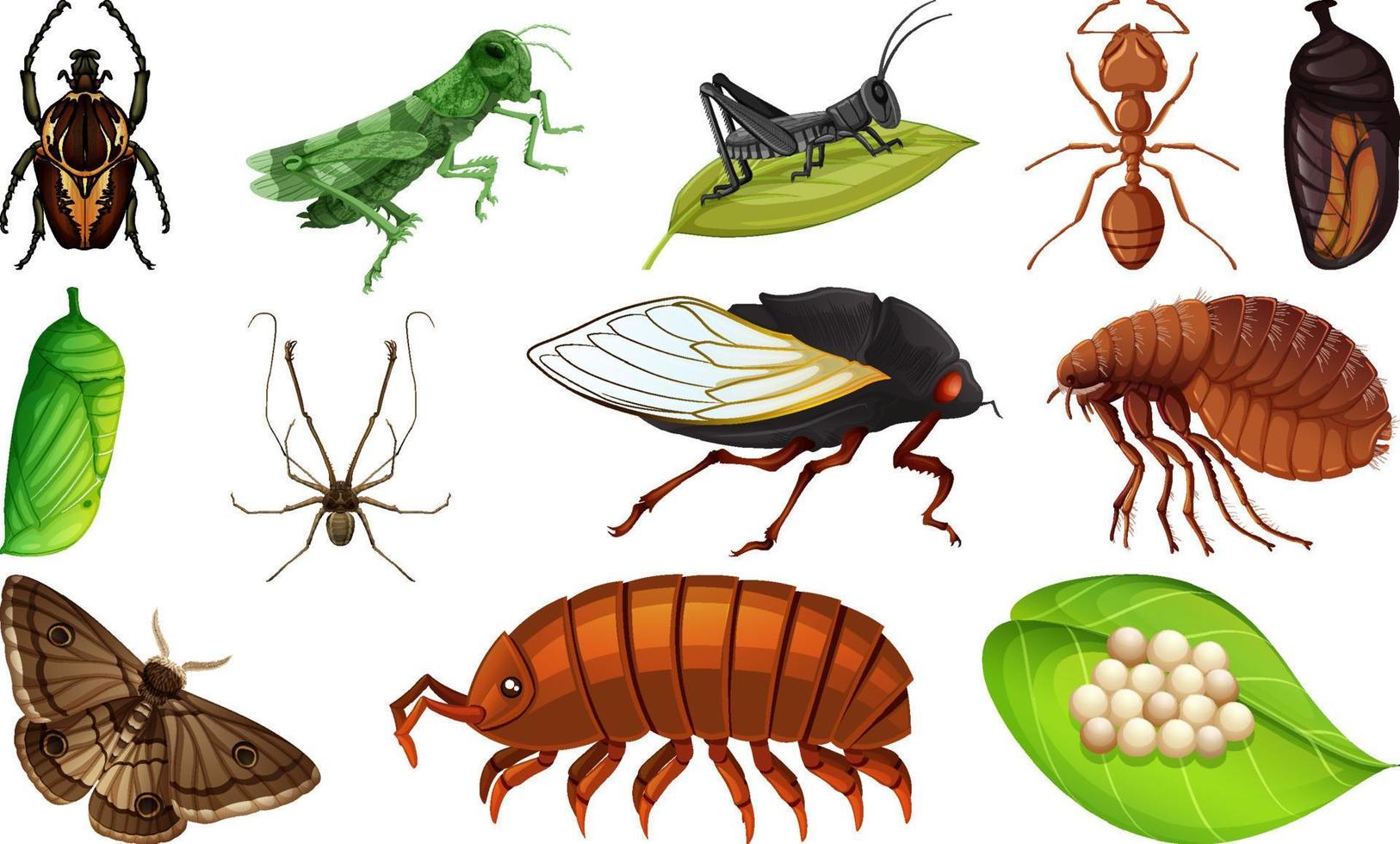 colección de diferentes tipos de insectos vector