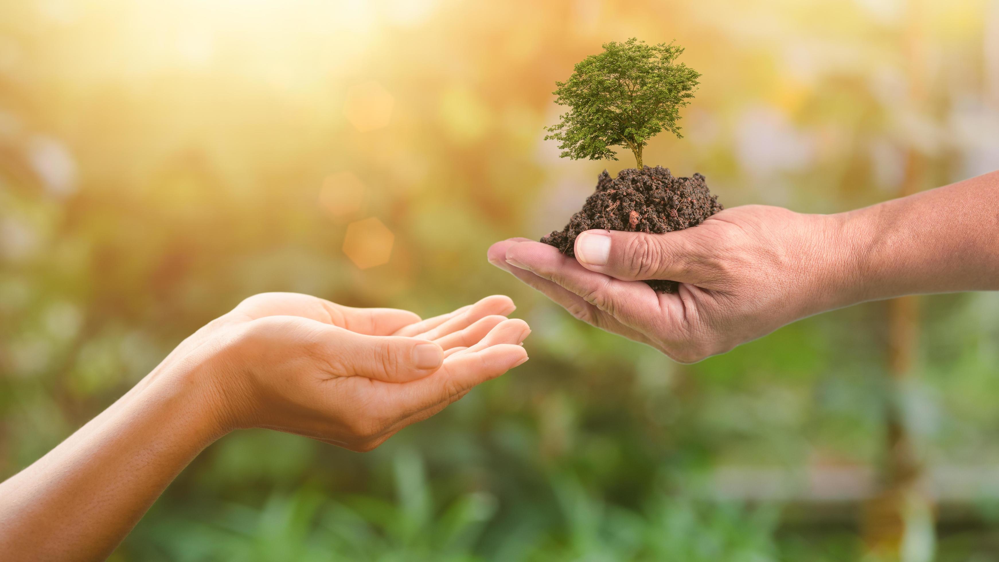 Handing Over A Tree In Human Handsforest Conservation Concept