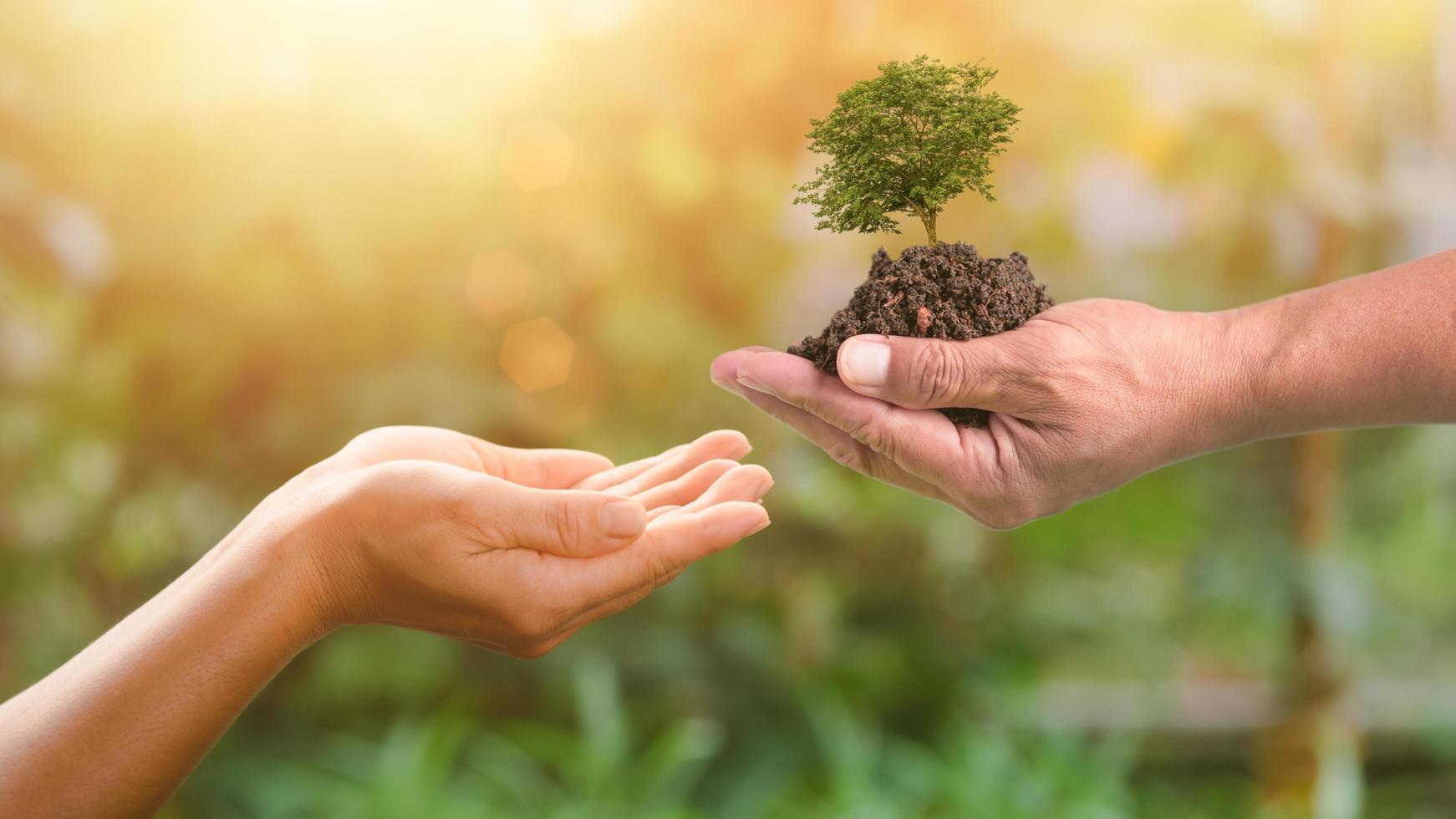 entregar un árbol en manos humanas, concepto de conservación forestal, protección y conservación de recursos plantar árboles para reducir el calentamiento global utilizar energías renovables conservación de bosques naturales foto