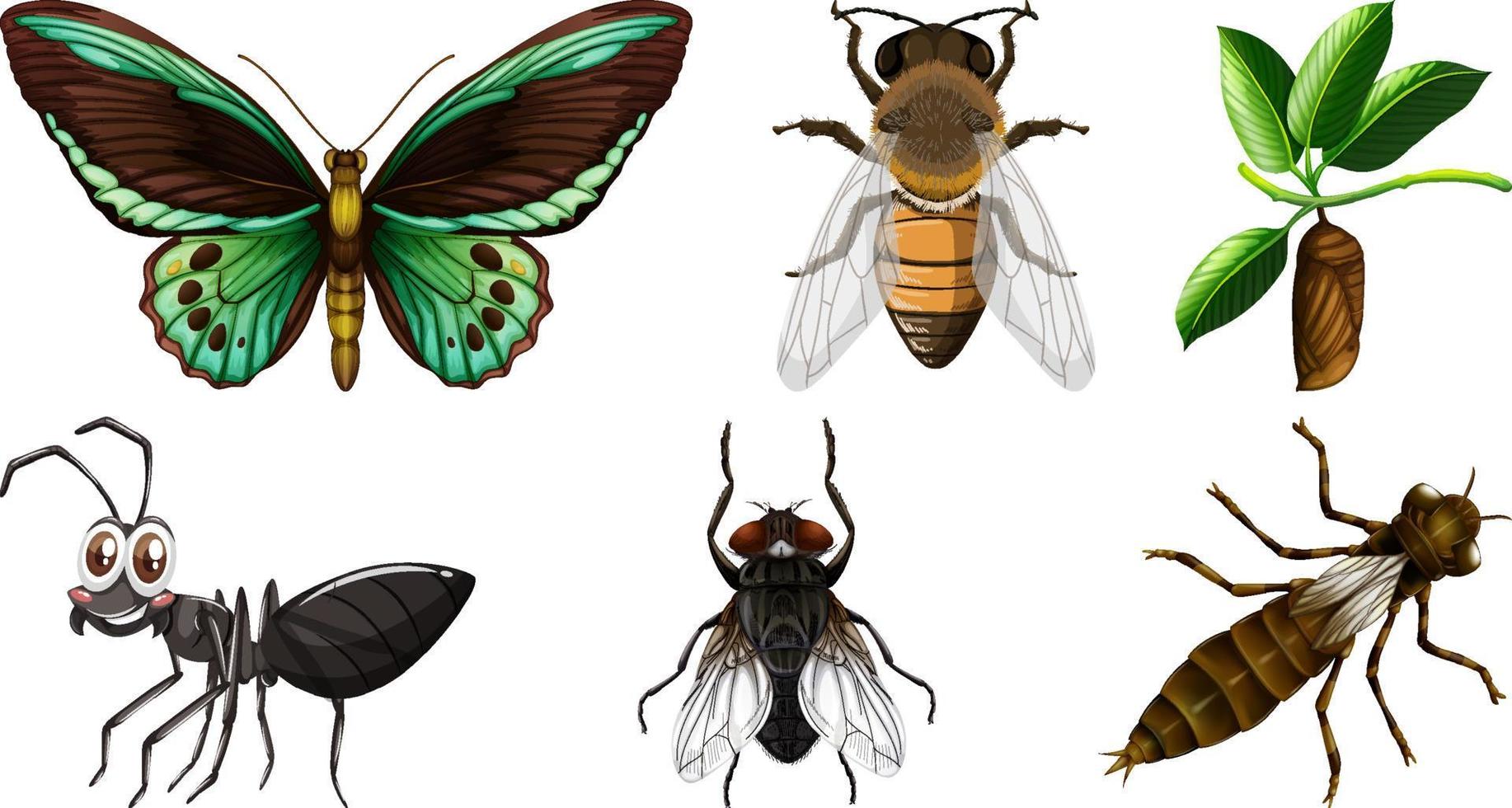 colección de diferentes vectores de insectos