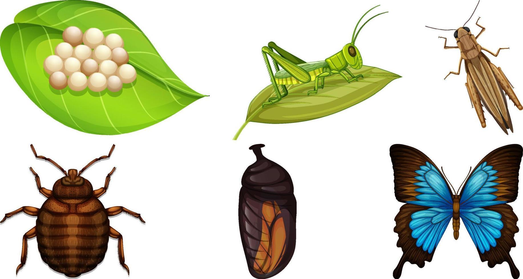 colección de diferentes vectores de insectos