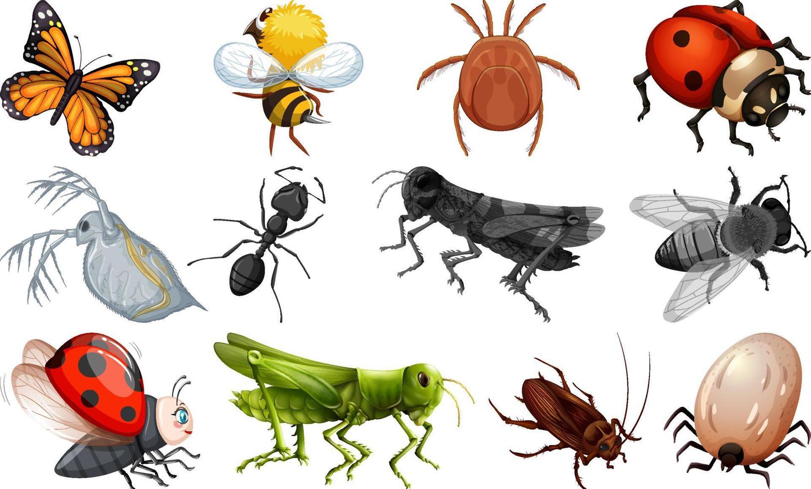 colección de diferentes tipos de insectos vector