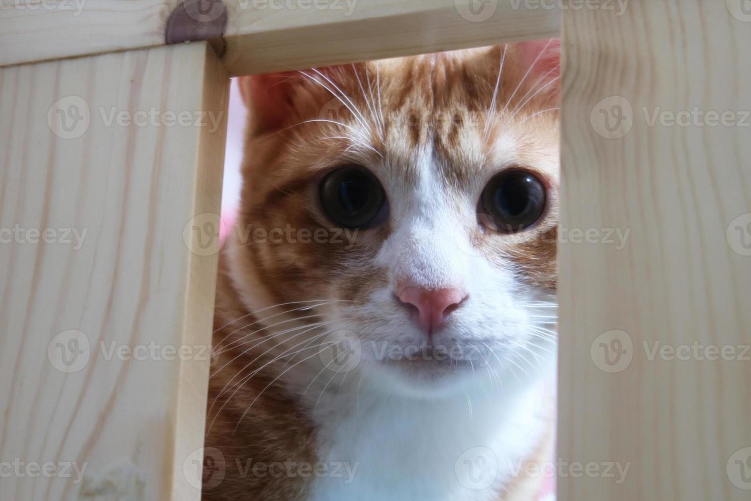 orange tabby cat playing and playing. Small kitten looking at camera. photo