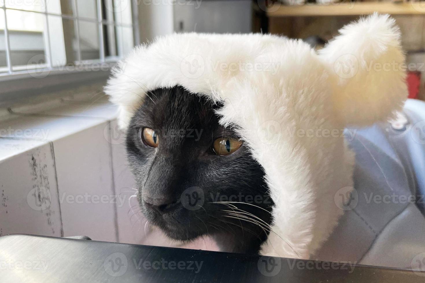 Cute kitty looks at the camera in a bunny costume. Black kitten wearing a cute hat with bunny ears. Black cat with hat. Happy Easter concept photo