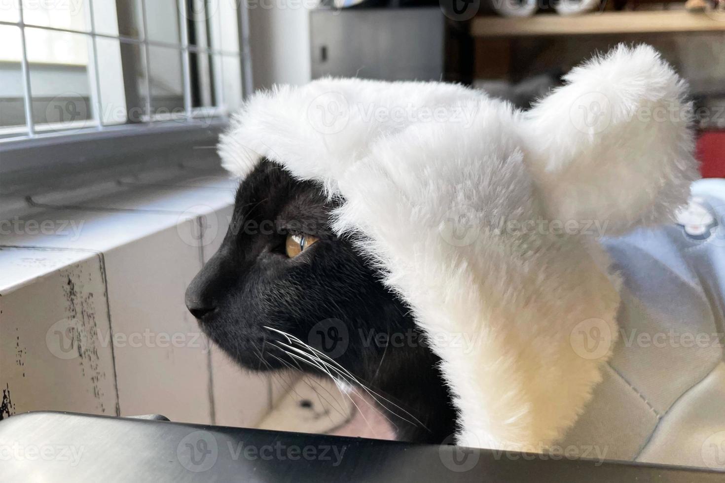 Cute kitty looks at the camera in a bunny costume. Black kitten wearing a cute hat with bunny ears. Black cat with hat. Happy Easter concept photo