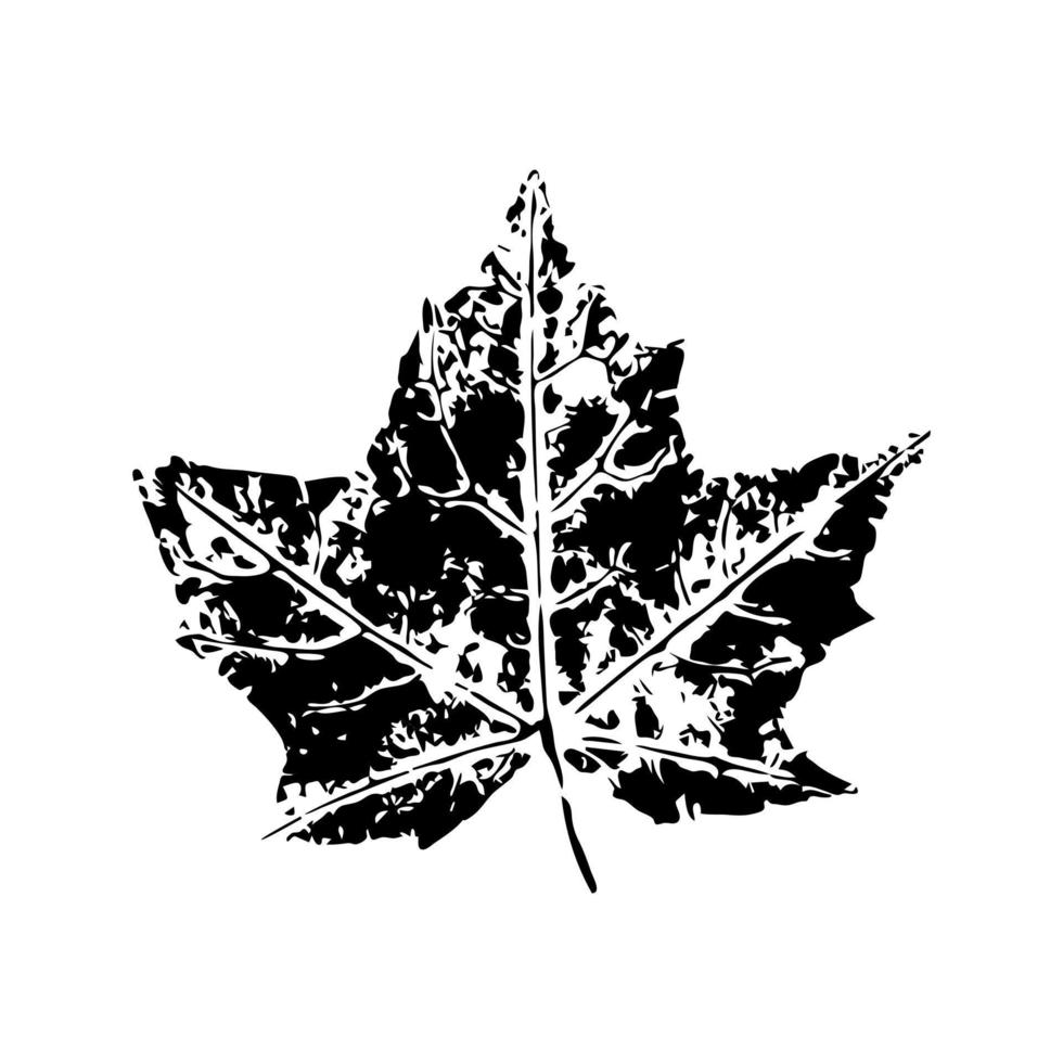 Black imprint of maple leaf. Natural decoration with veins and elements of foliage. Botanical silhouette tracery of autumn and summer vector forest