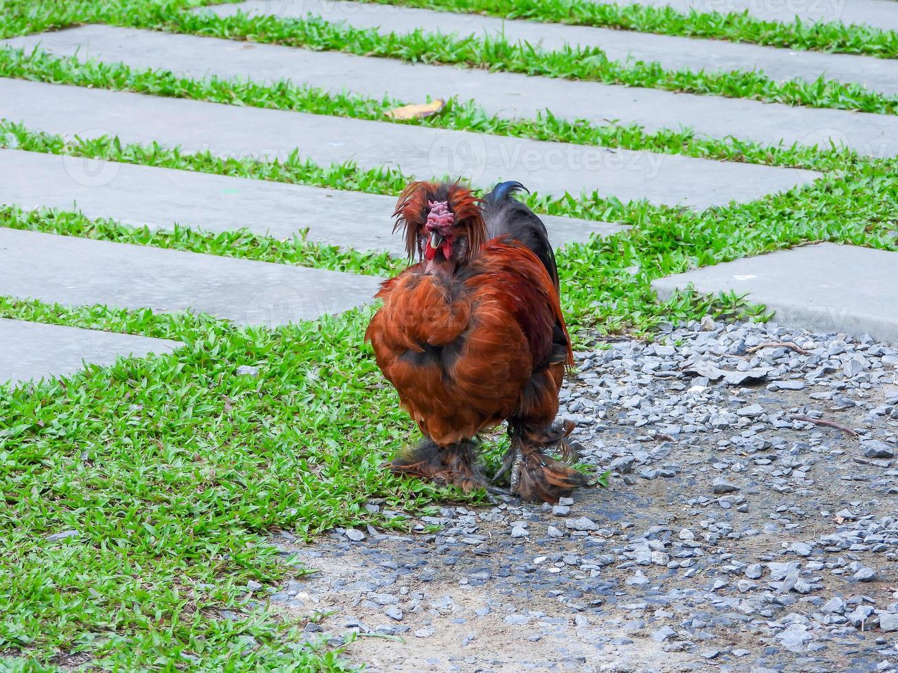 Silky or Chinese silk chicken walking on the field photo