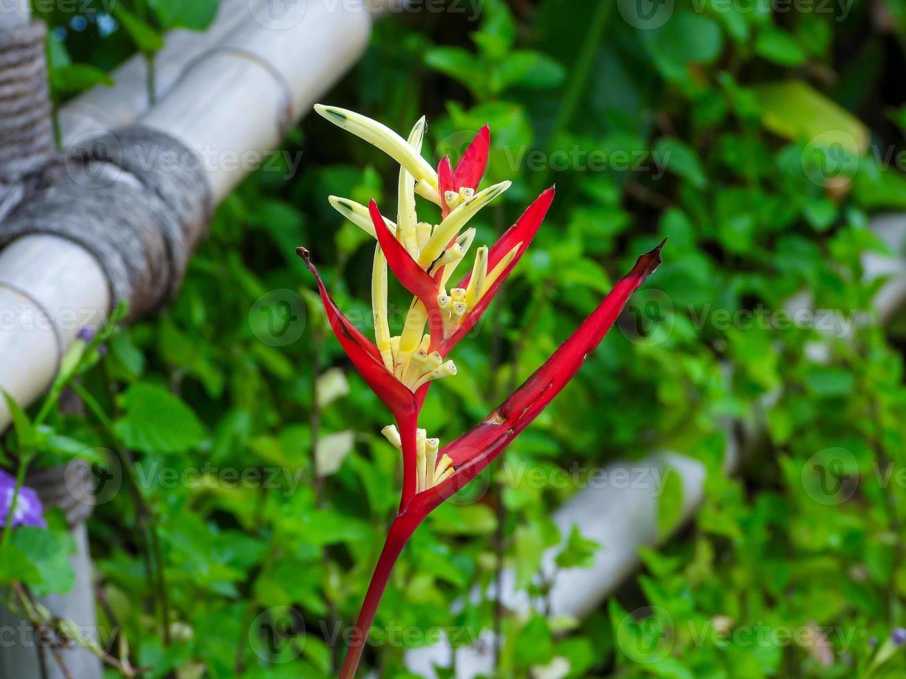 flores de heliconia en el jardín foto