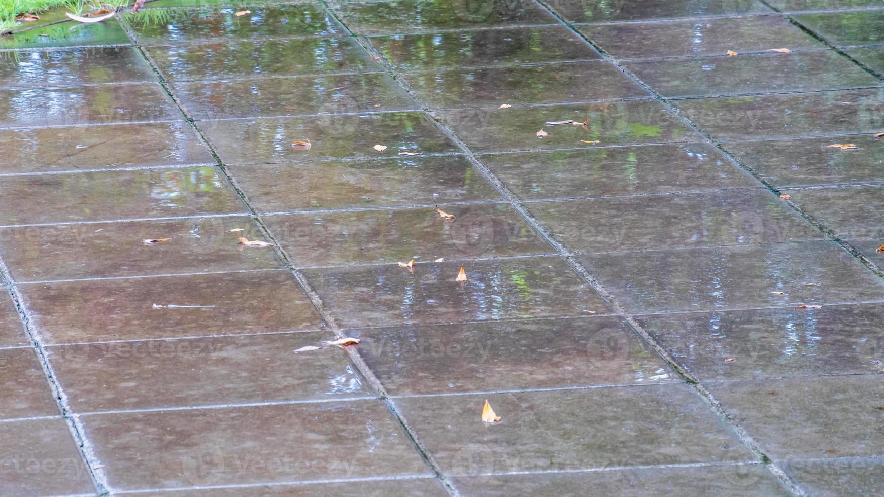view of rain in the garden photo