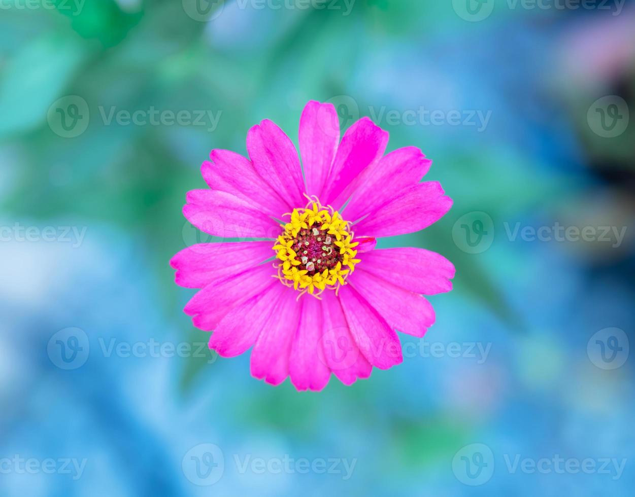 gerbera fucsia, flor única, sesión de fotos profundidad de campo desde arriba en el jardín de árboles