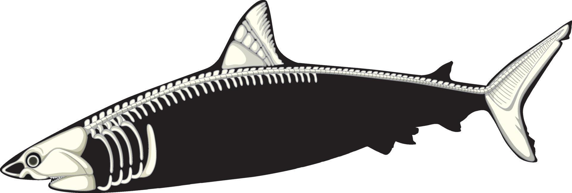 Anatomy of shark with skeleton vector