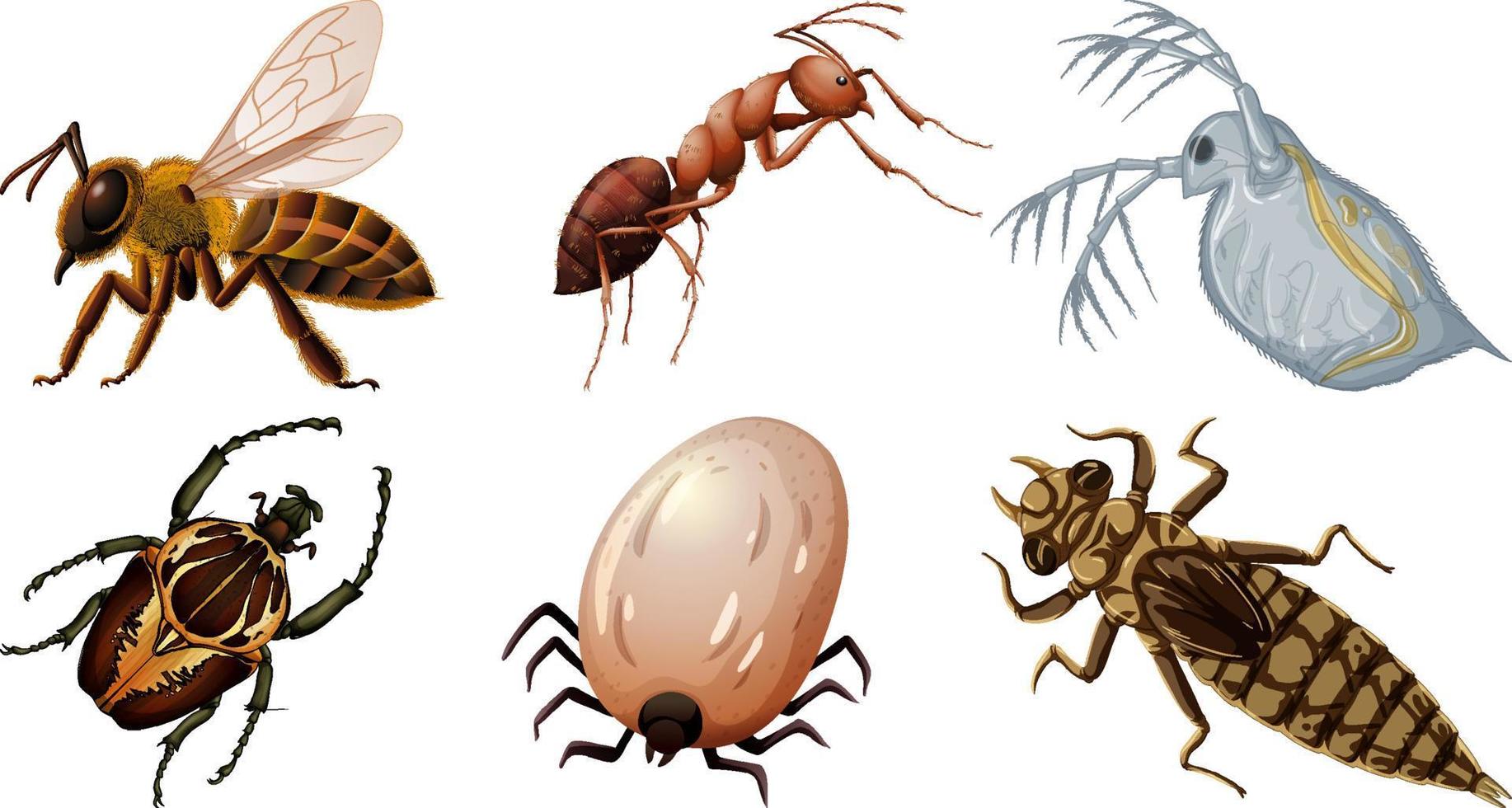 conjunto de diferentes tipos de insectos vector
