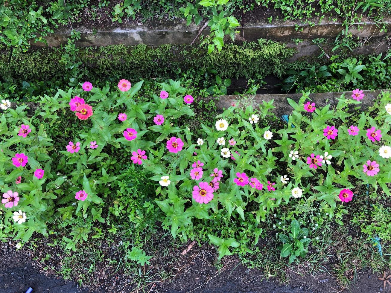 Top view Colorful zinnia , beautiful unpretentious summer flower in the garden photo
