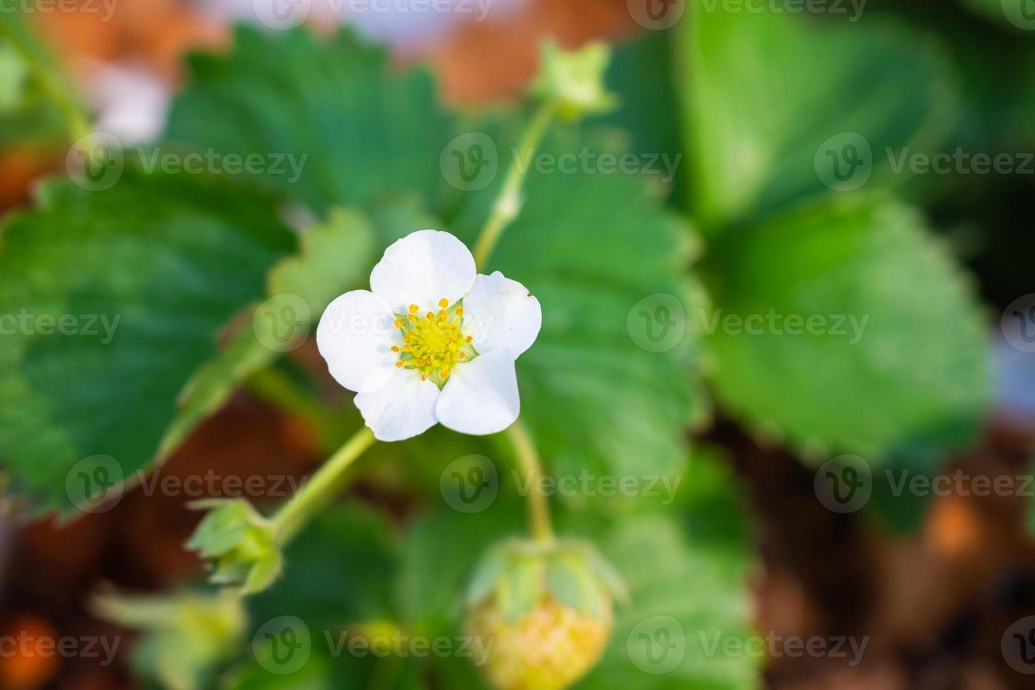 flor de fresa en el jardín de la granja orgánica foto