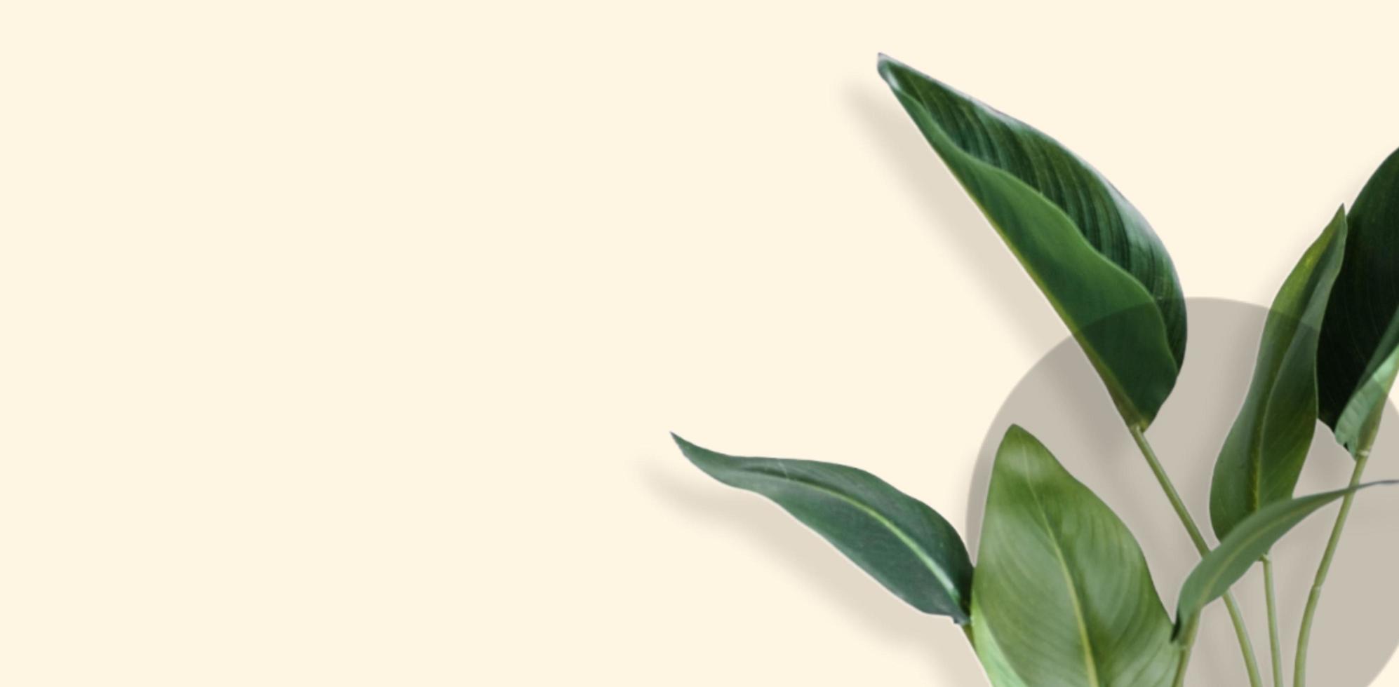 Herbal minimalist vector frame. Hand painted plants, branches, leaves on a white background. photo