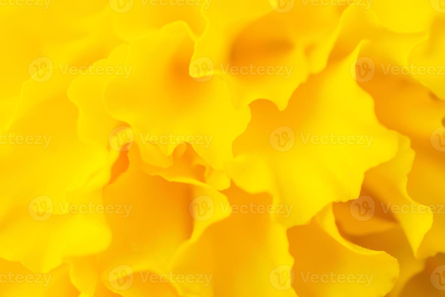 Yellow marigold flowers close up abstract background photo