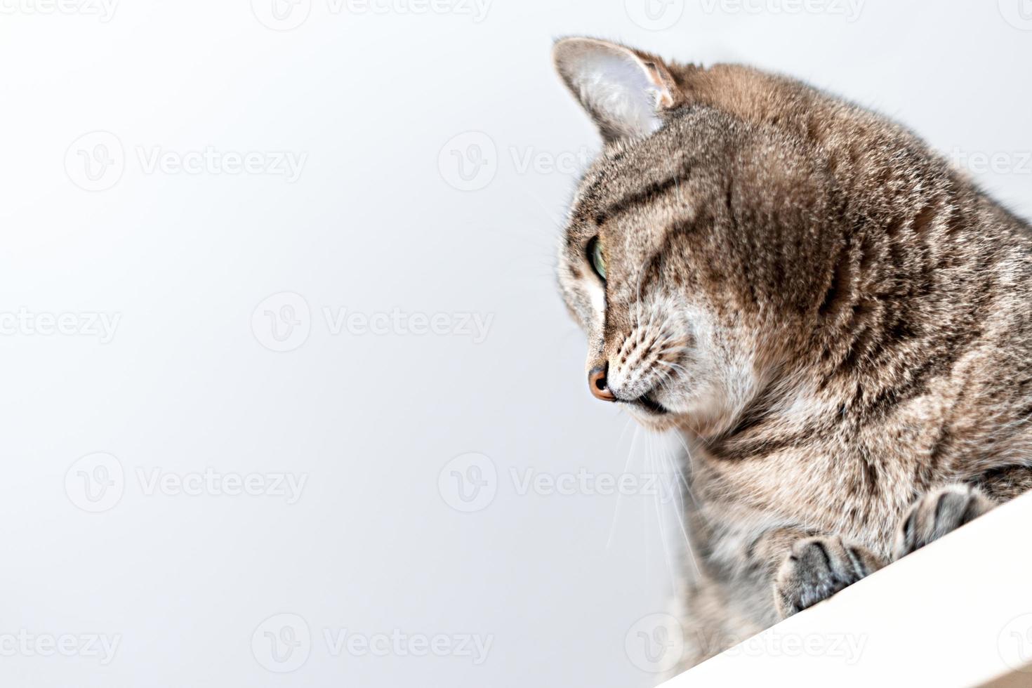 Portrait of Cute domestic beige mackerel tabby cat with red nose on gray background copy space, pets photo