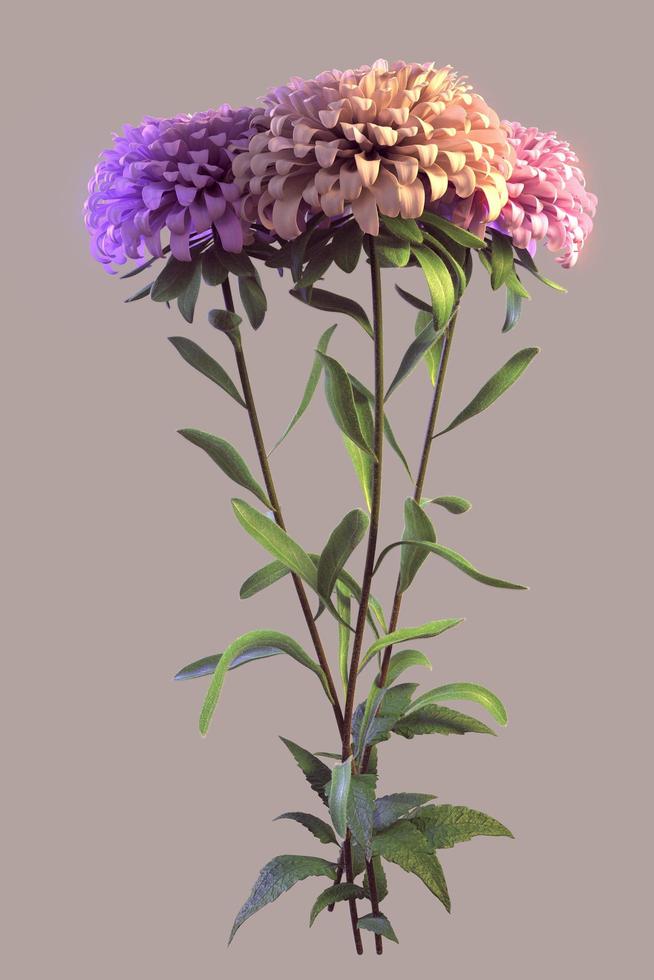 Aster with with blossoms and hairy stem on gray background photo