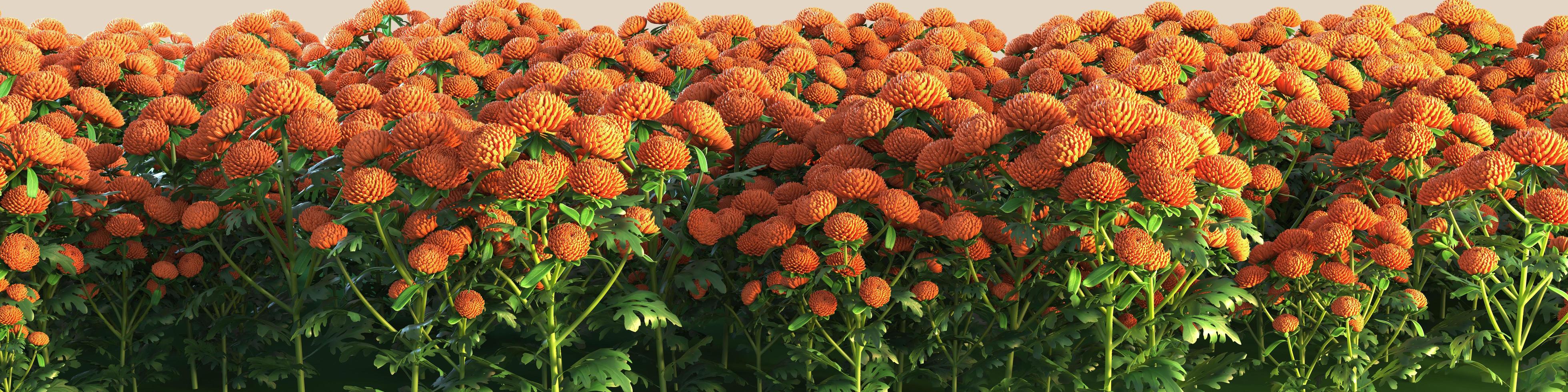 3d illustration with high resolution panorama view of a very dense field of orange dendranthema flowers photo
