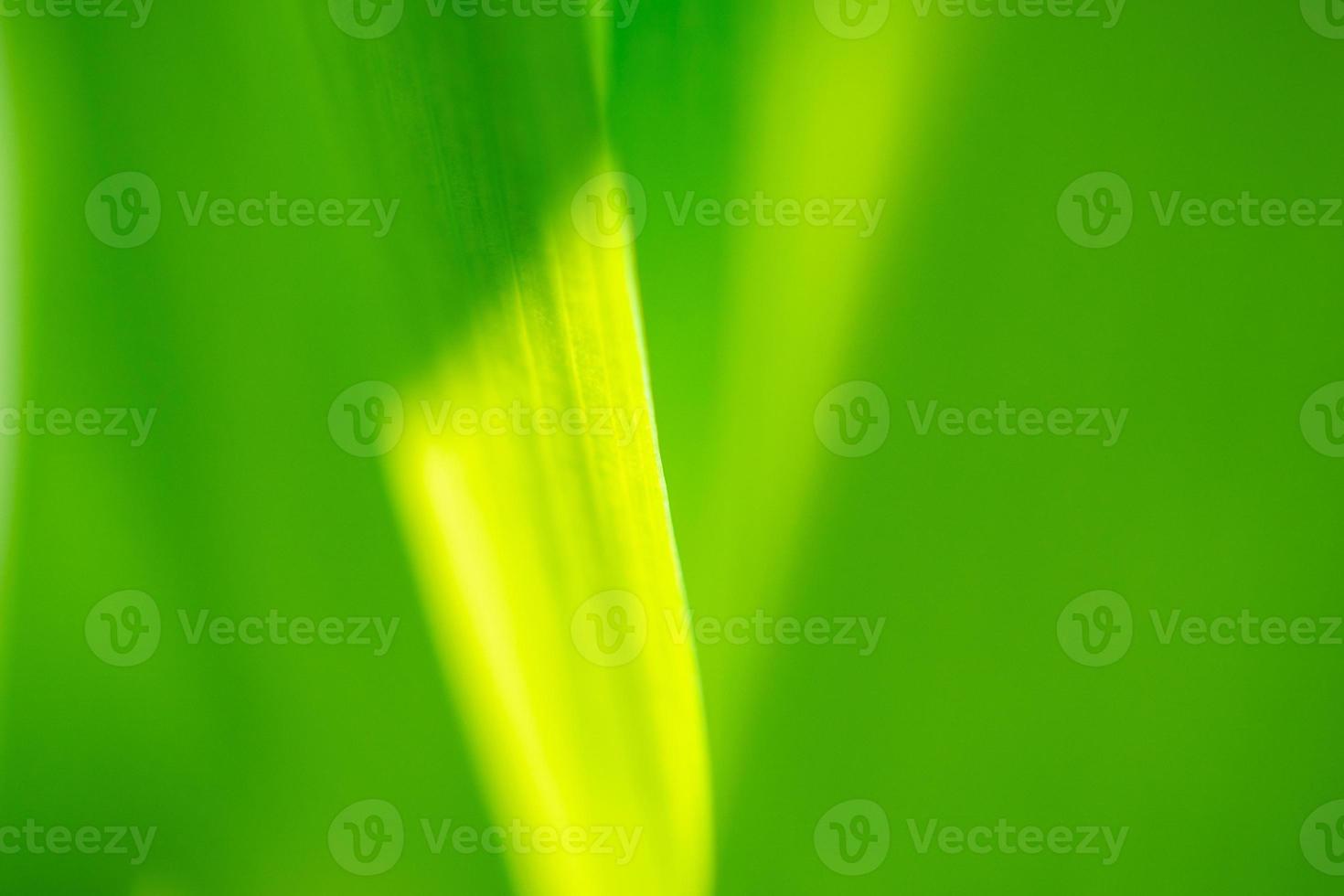 Plant green leaf in garden with bokeh background photo