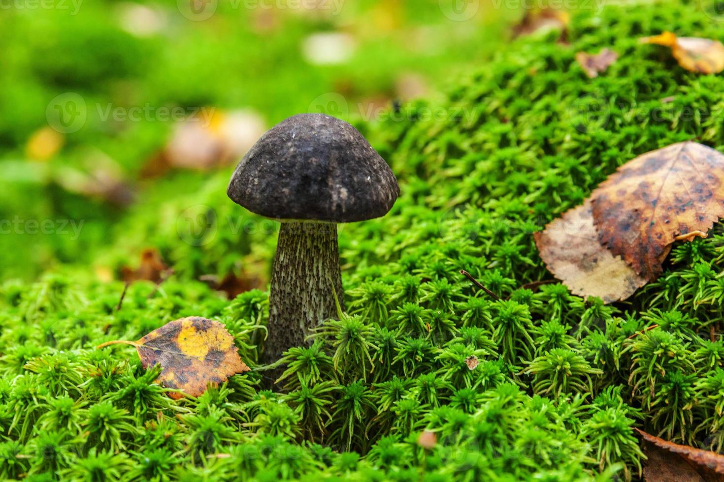 Edible small mushroom with brown cap Penny Bun leccinum in moss autumn forest background. Fungus in the natural environment. Big mushroom macro close up. Inspirational natural summer or fall landscape photo