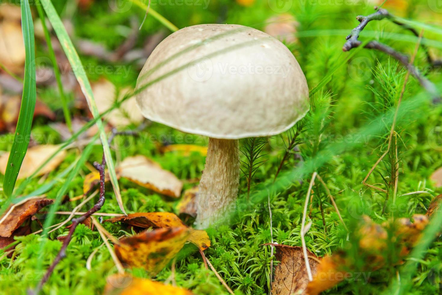 Edible small mushroom with brown cap Penny Bun leccinum in moss autumn forest background. Fungus in the natural environment. Big mushroom macro close up. Inspirational natural summer or fall landscape photo