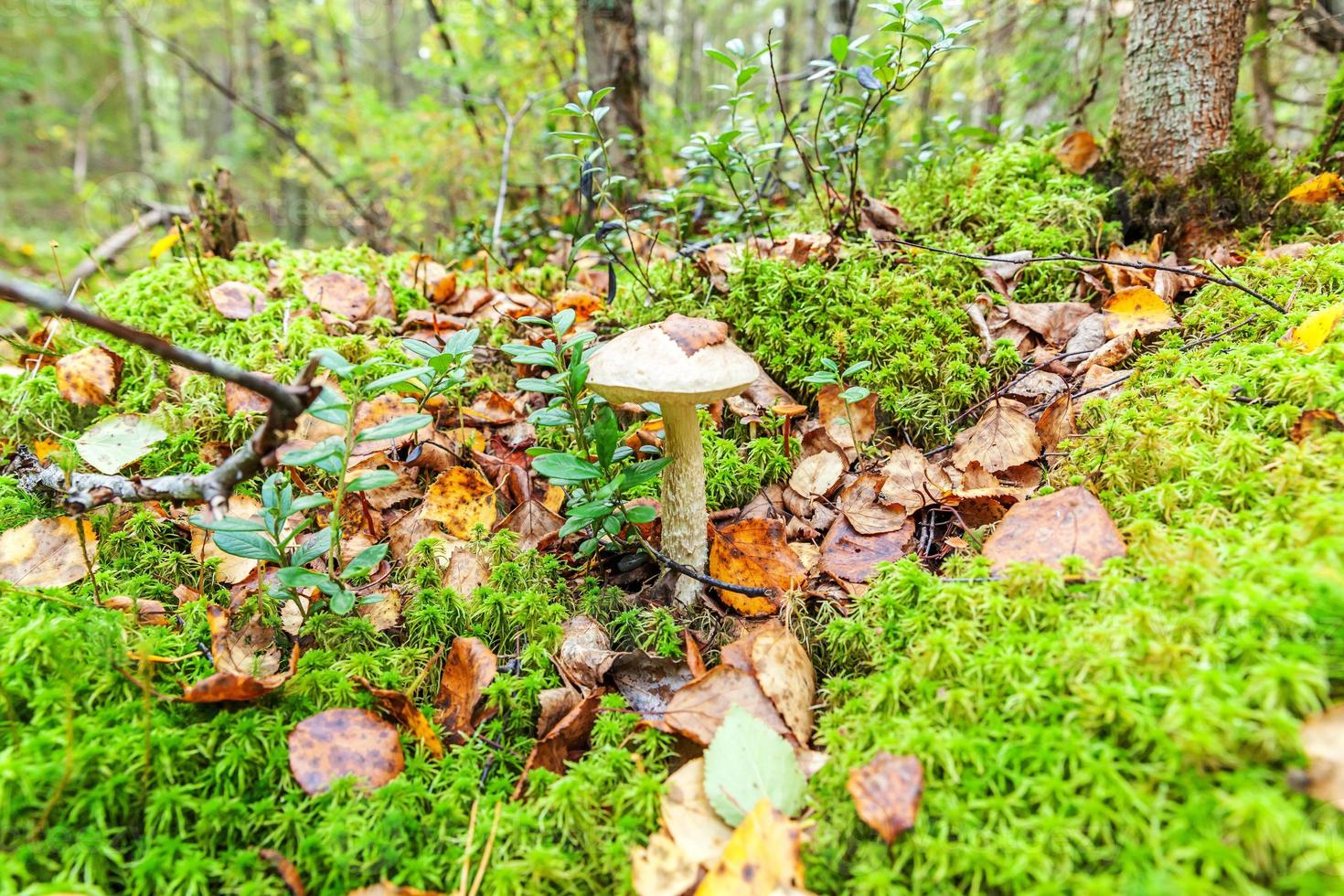 Edible small mushroom with brown cap Penny Bun leccinum in moss autumn forest background. Fungus in the natural environment. Big mushroom macro close up. Inspirational natural summer or fall landscape photo