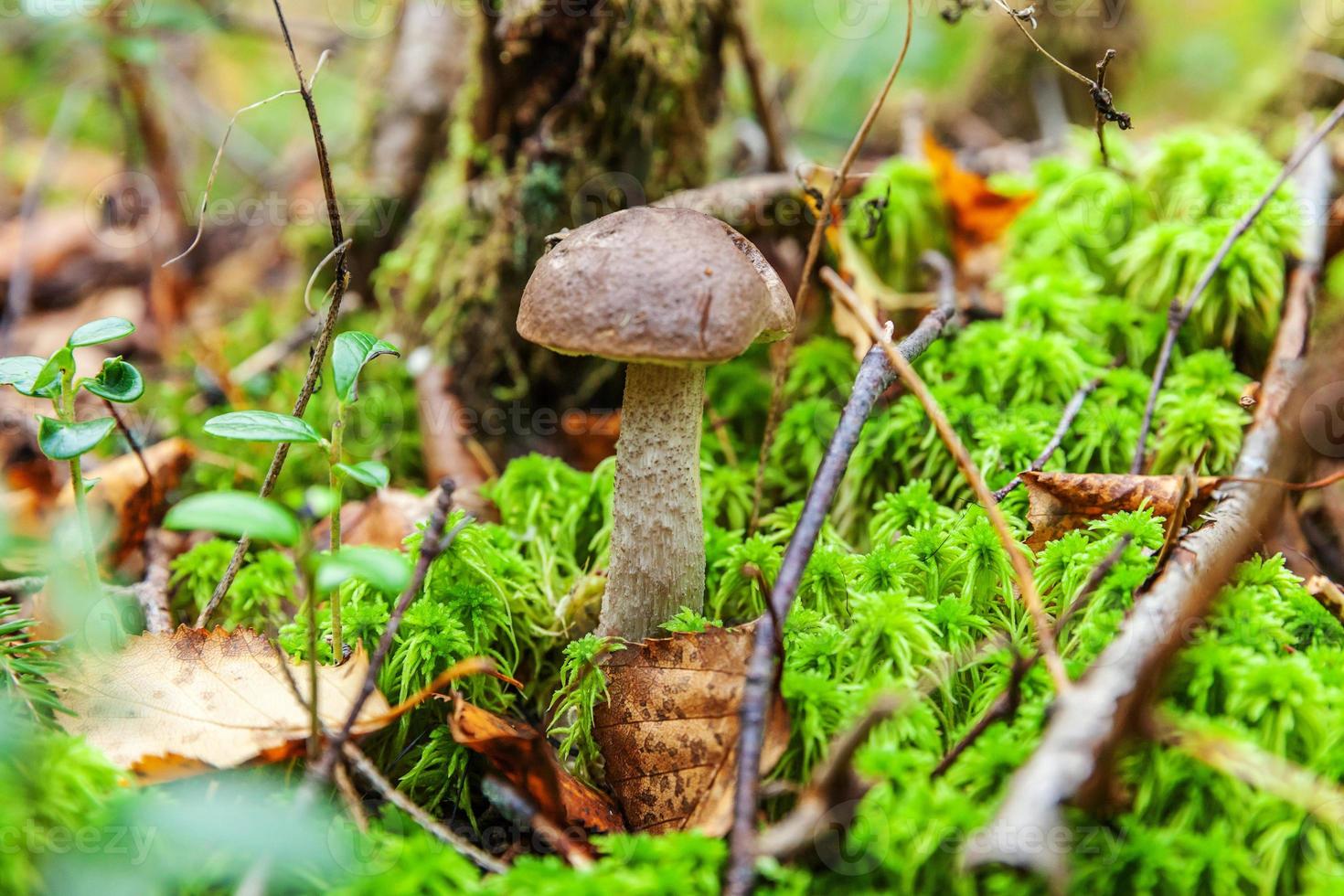 Edible small mushroom with brown cap Penny Bun leccinum in moss autumn forest background. Fungus in the natural environment. Big mushroom macro close up. Inspirational natural summer or fall landscape photo