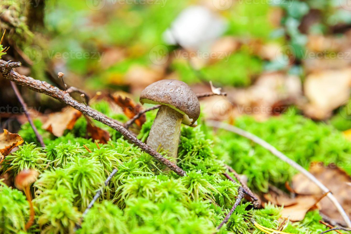 Edible small mushroom with brown cap Penny Bun leccinum in moss autumn forest background. Fungus in the natural environment. Big mushroom macro close up. Inspirational natural summer or fall landscape photo