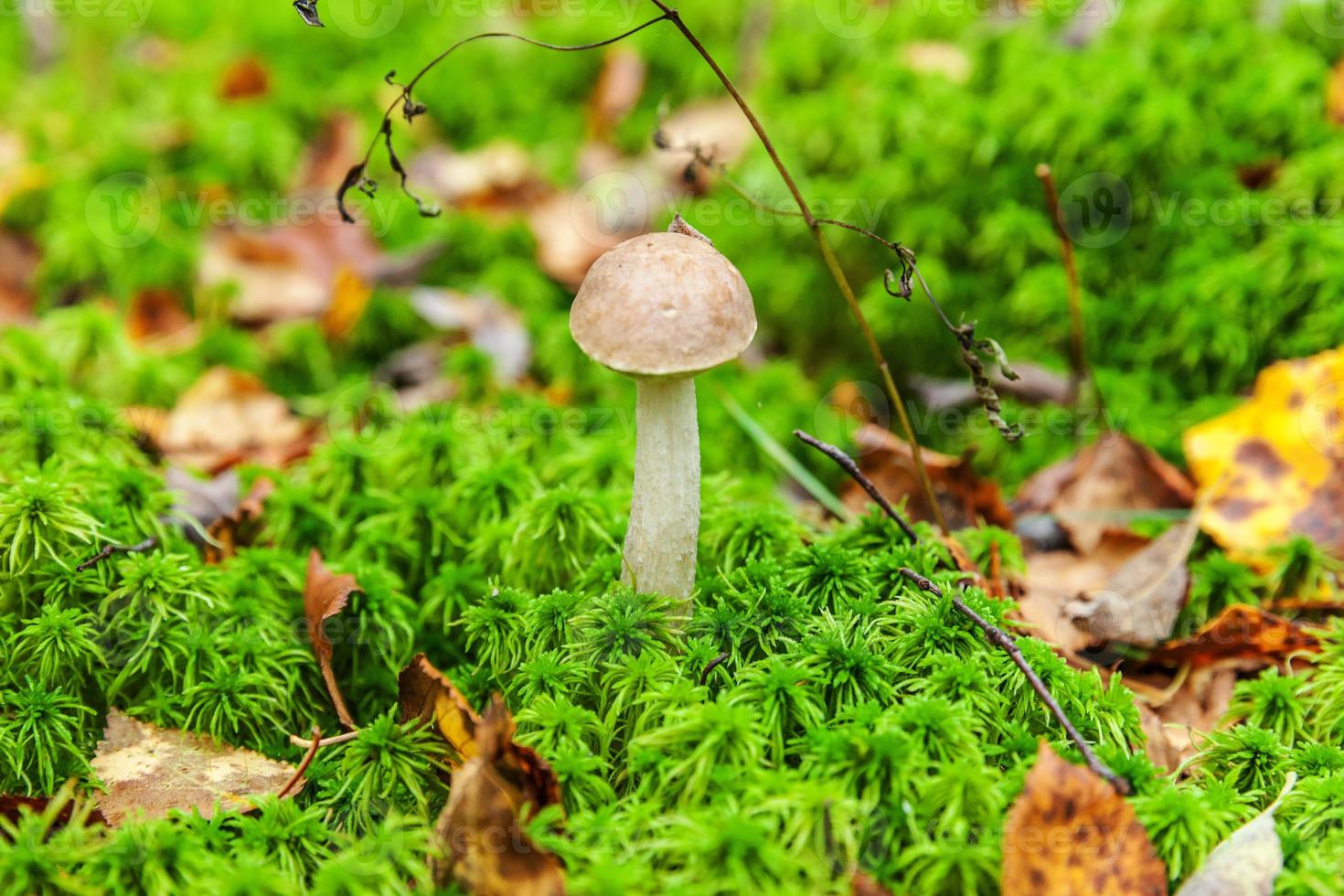 Edible small mushroom with brown cap Penny Bun leccinum in moss autumn forest background. Fungus in the natural environment. Big mushroom macro close up. Inspirational natural summer or fall landscape photo