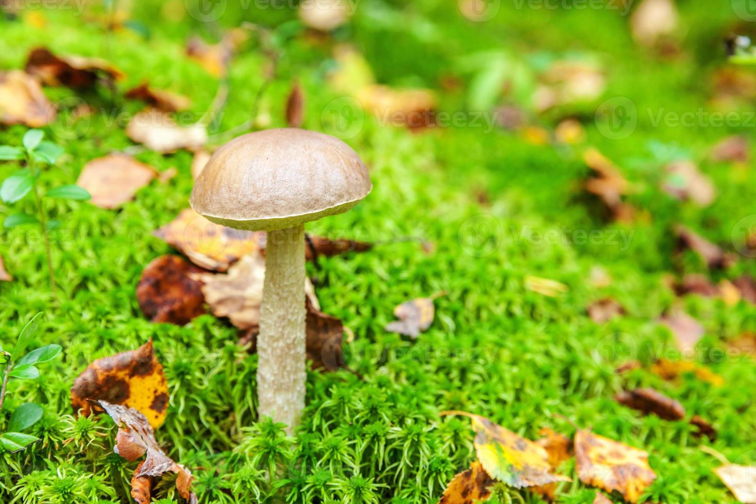 Edible small mushroom with brown cap Penny Bun leccinum in moss autumn forest background. Fungus in the natural environment. Big mushroom macro close up. Inspirational natural summer or fall landscape photo