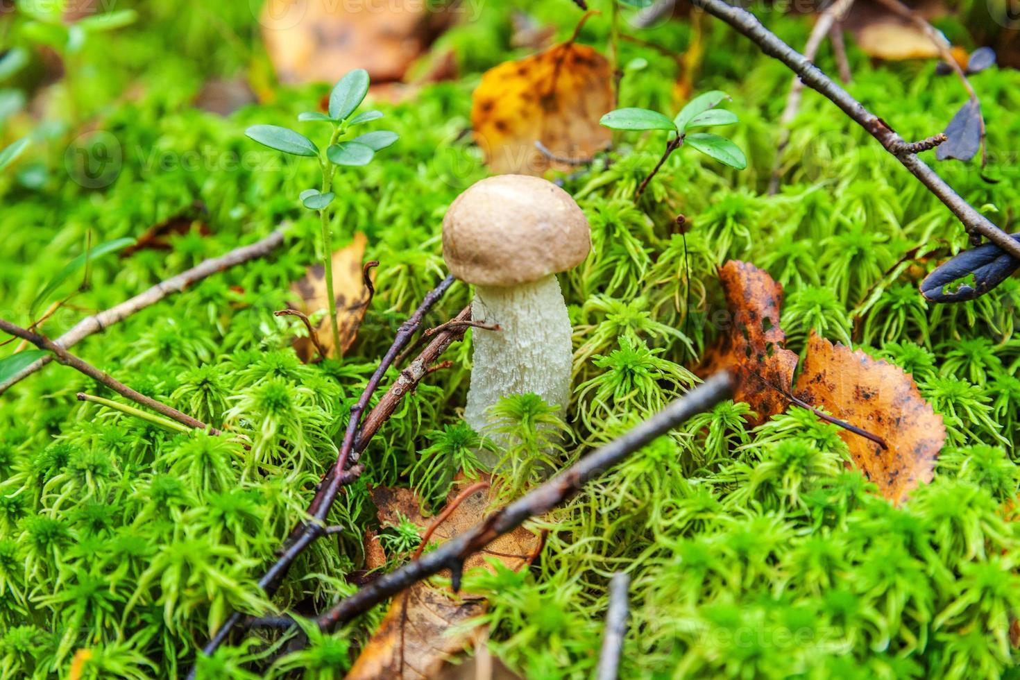 Edible small mushroom with brown cap Penny Bun leccinum in moss autumn forest background. Fungus in the natural environment. Big mushroom macro close up. Inspirational natural summer or fall landscape photo