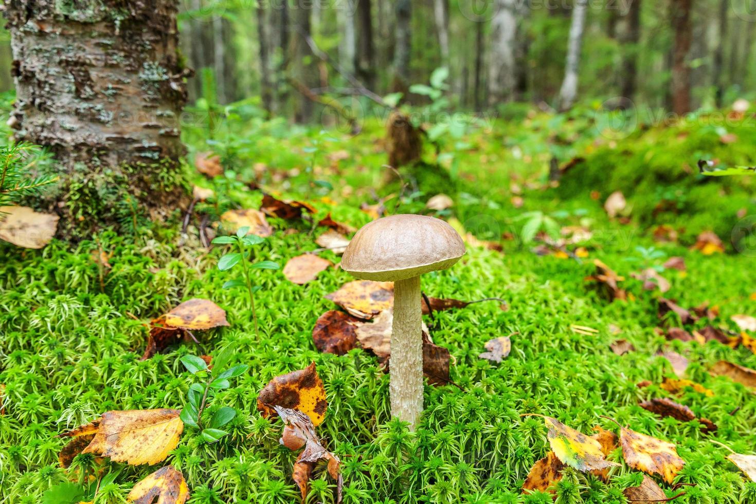 Edible small mushroom with brown cap Penny Bun leccinum in moss autumn forest background. Fungus in the natural environment. Big mushroom macro close up. Inspirational natural summer or fall landscape photo