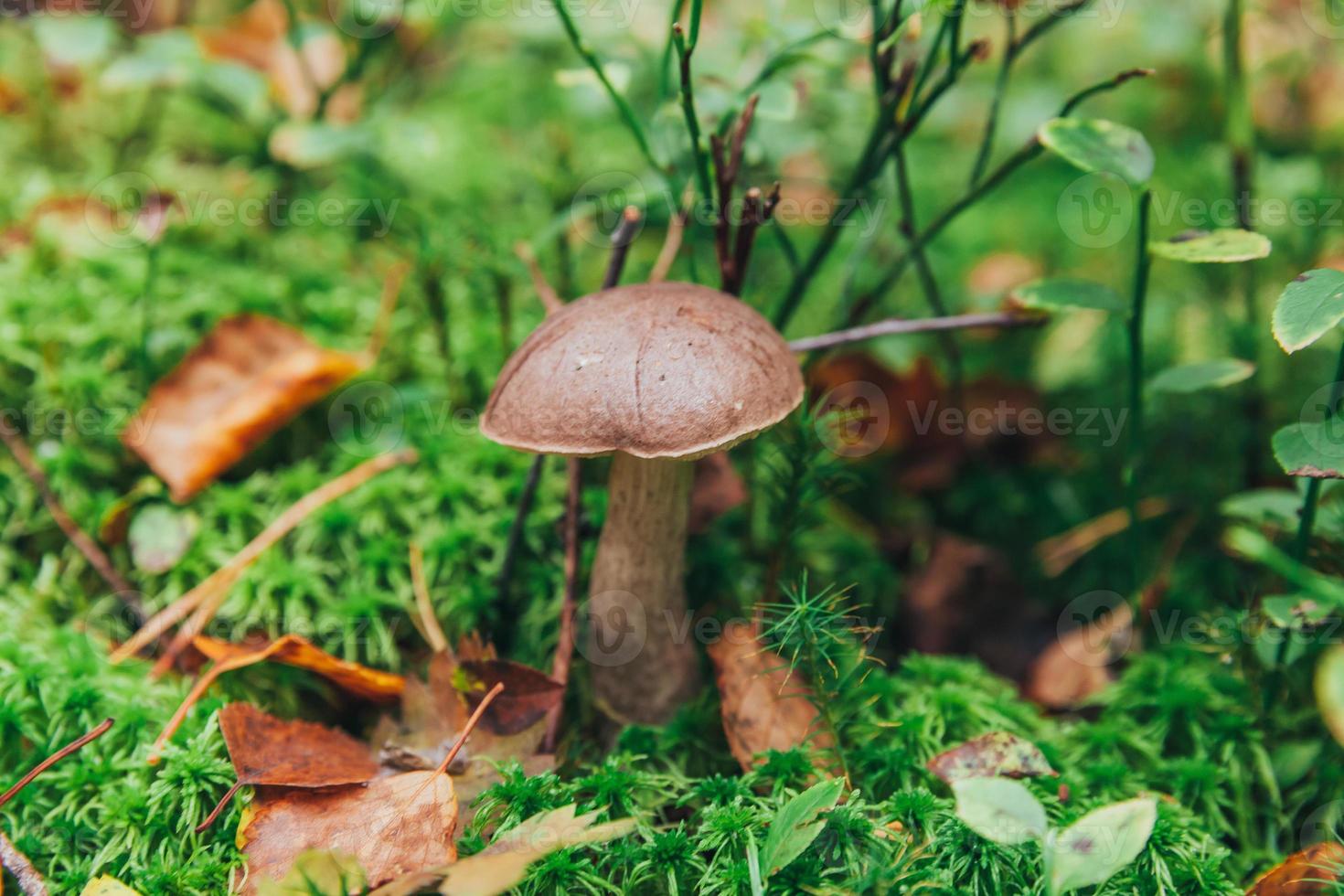 Edible small mushroom with brown cap Penny Bun leccinum in moss autumn forest background. Fungus in the natural environment. Big mushroom macro close up. Inspirational natural summer or fall landscape photo