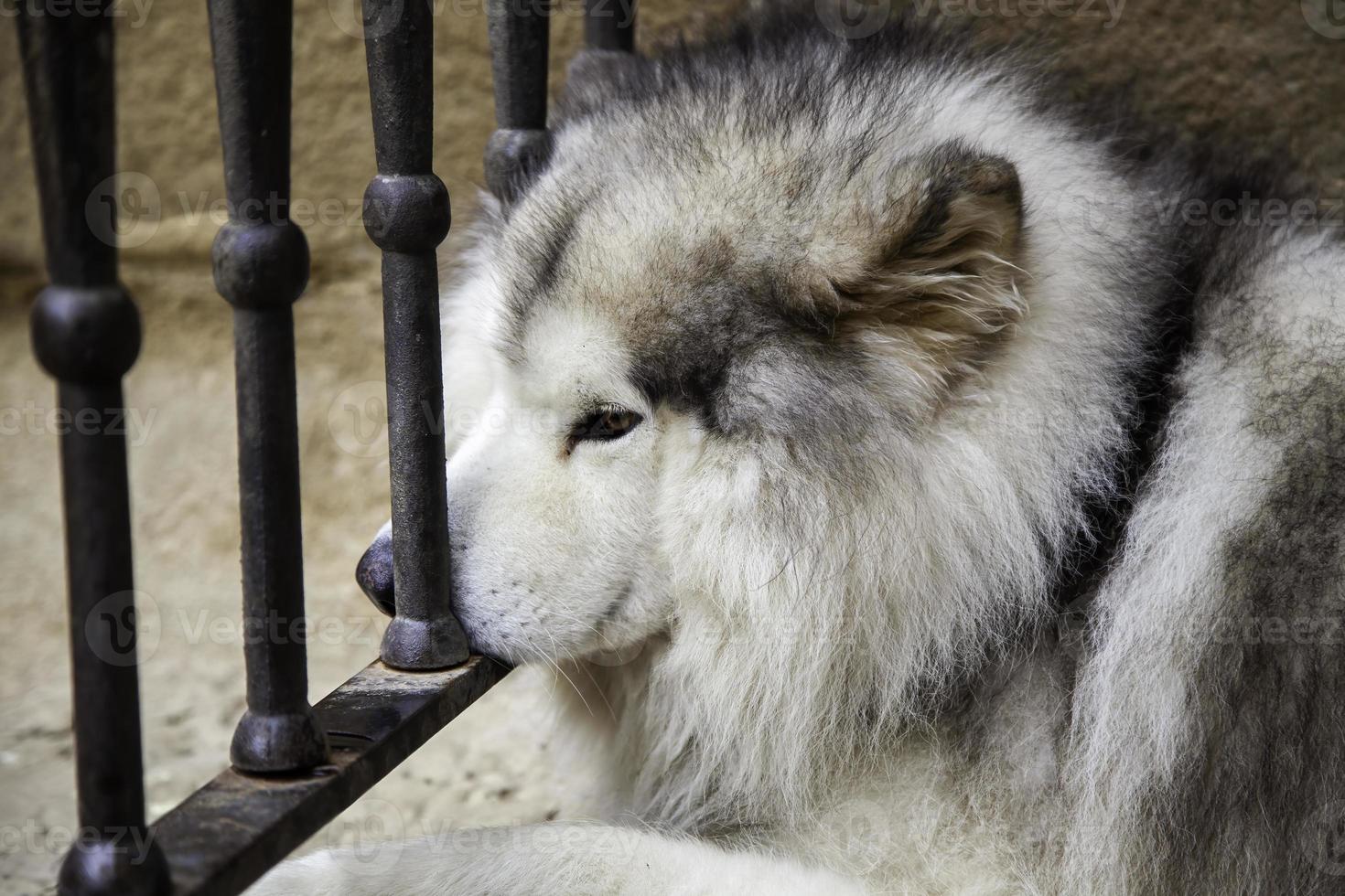 Husky on a fence photo