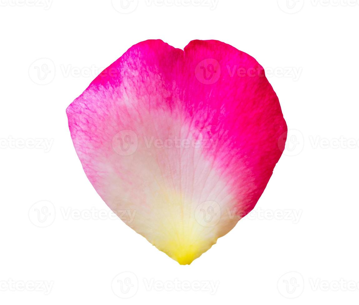 rose petals isolated on white background with clipping path photo