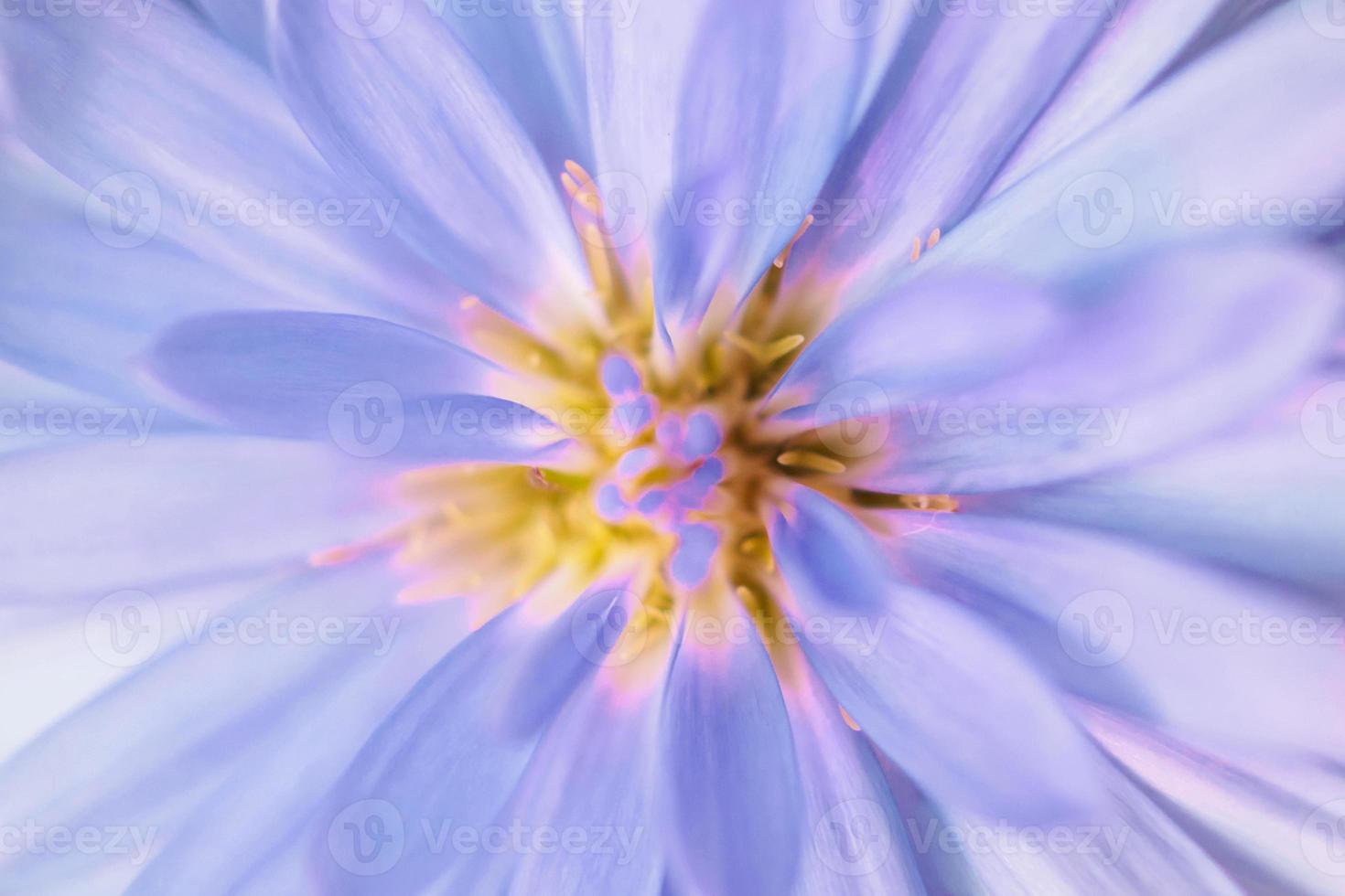 Beautiful flowers close up abstract background photo