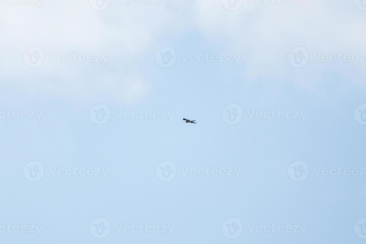 Hawk soars over the blue sky photo