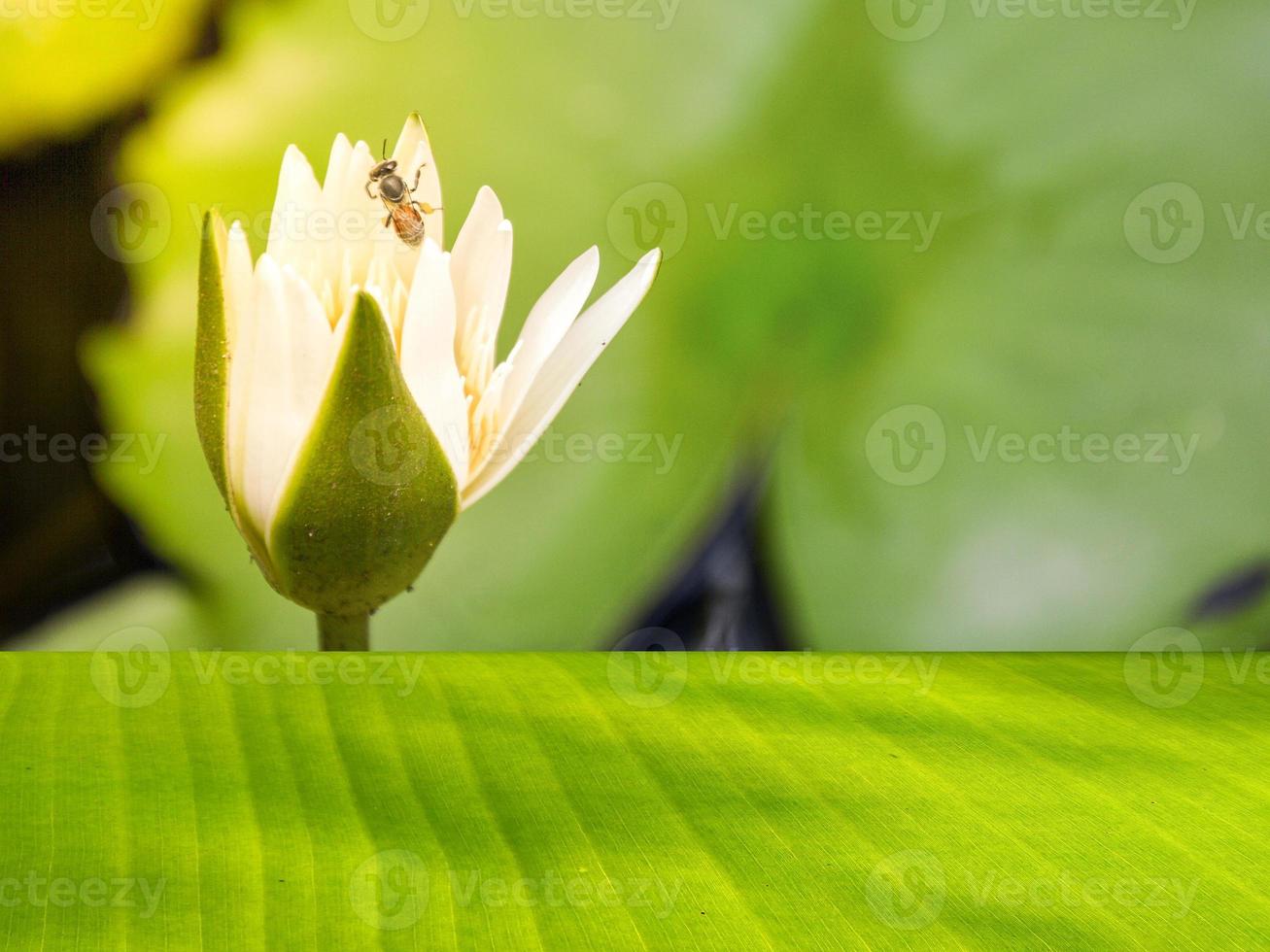 A green banana leaf shelf contrasts with the backdrop of white lotus flowers with bees and orange light in the morning. photo