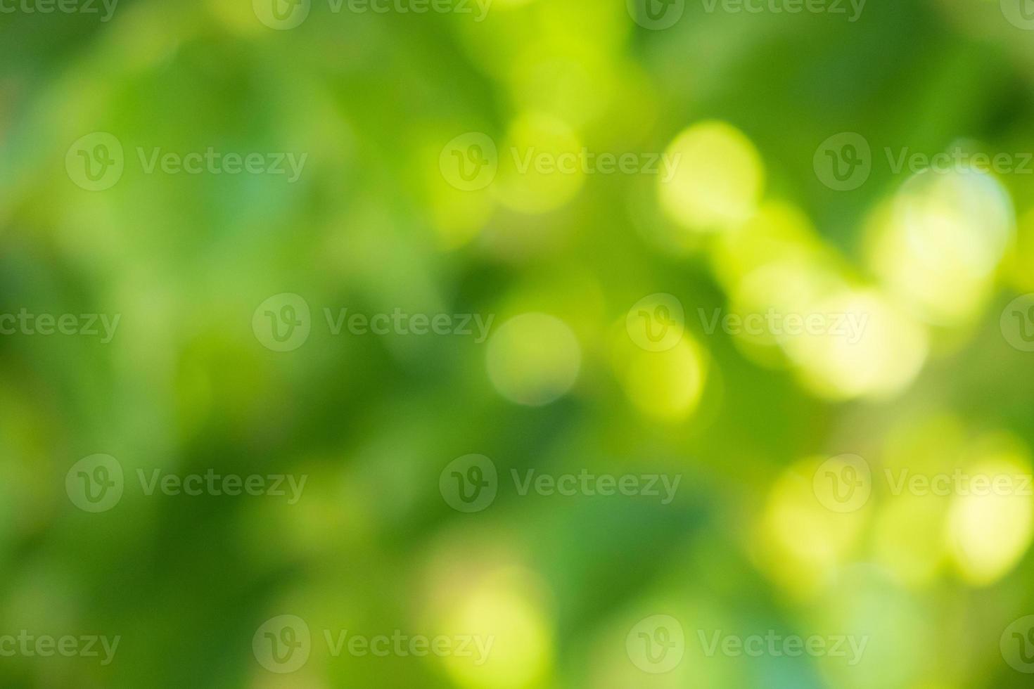 Abstract blur green leaf bokeh nature background 12727482 Stock Photo