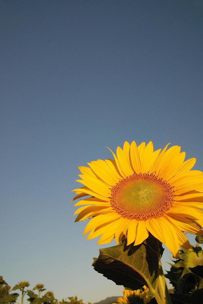 Sunflower field view photo