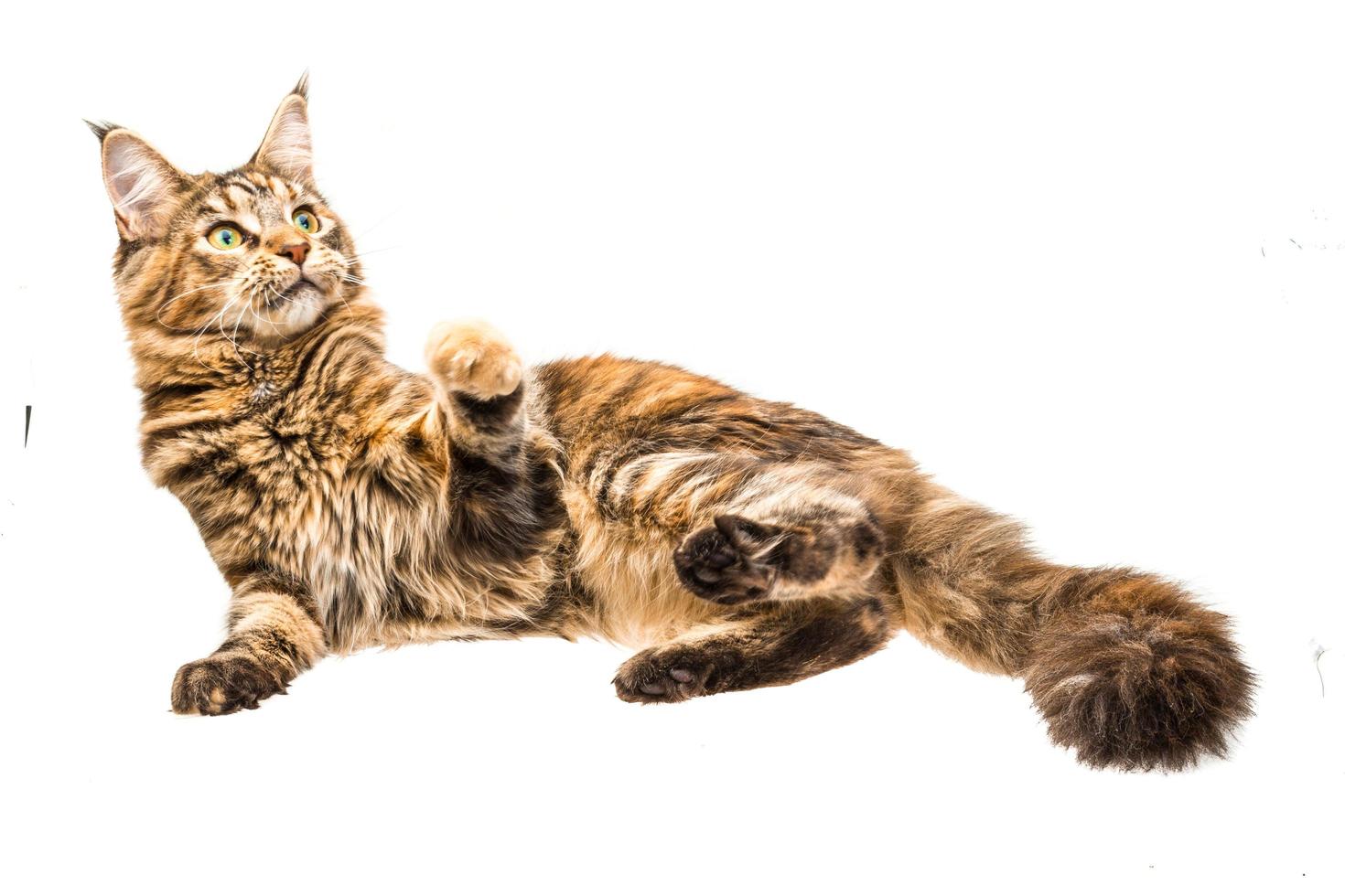 gato joven en blanco foto