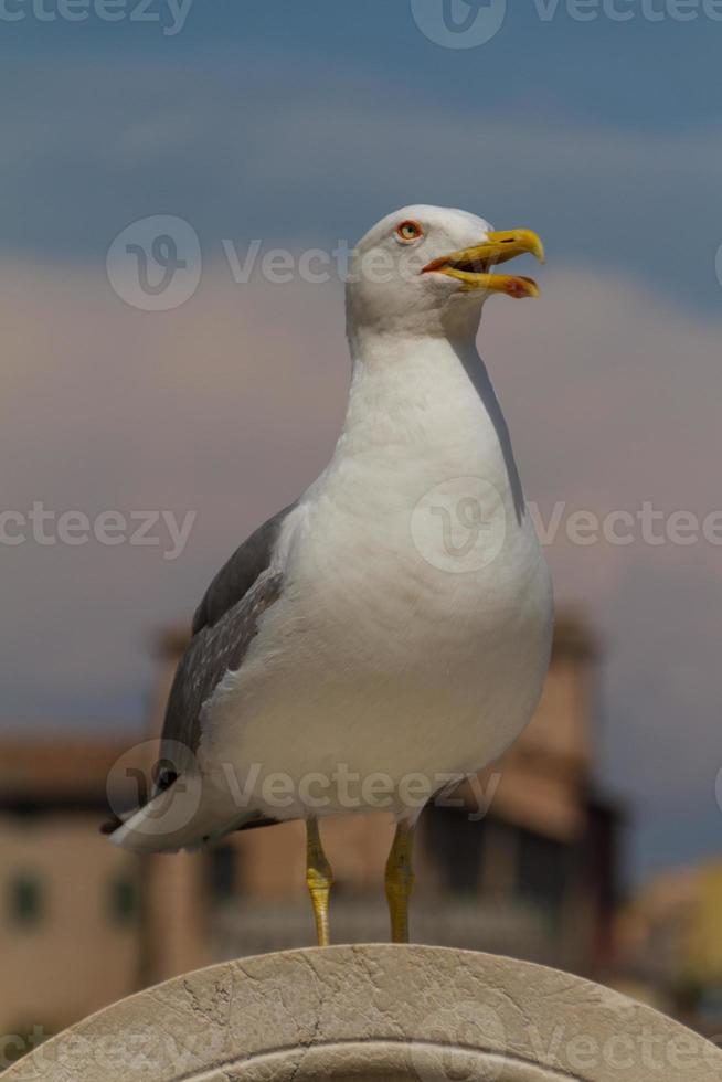 Sea Gull view photo