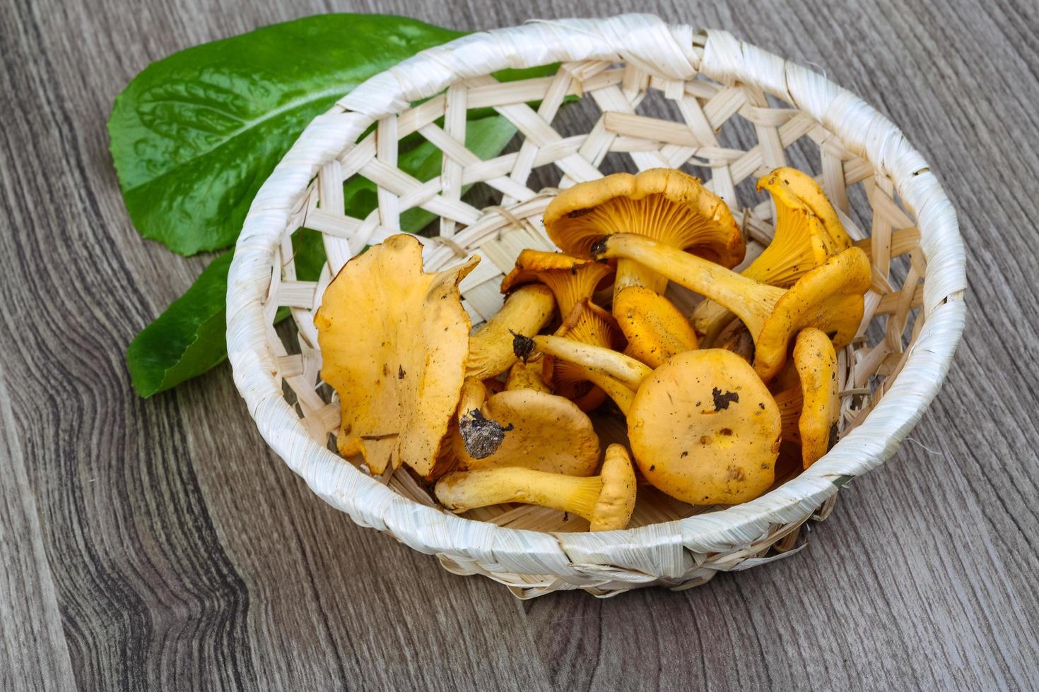 Chanterelle on wood photo